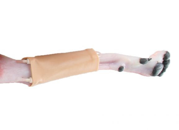 https://www.jayakelana.jayakelana.id/uploads/product/-123011-canine-hindlimb-skin-3504800bee7ebd7_cover.jpg