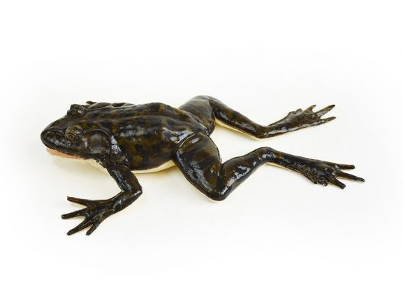 https://www.jayakelana.jayakelana.id/uploads/product/-124001-synfrog-dissection-model-190921a6e9ea316_cover.jpg