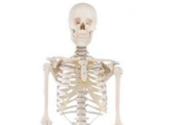 https://www.jayakelana.jayakelana.id/uploads/product/-3001-skeleton-willi-708708ad43a7e96_cover.jpg