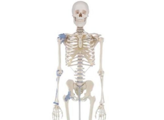 https://www.jayakelana.jayakelana.id/uploads/product/-3004-skeleton-otto-with-766771bc607ee71_cover.jpg