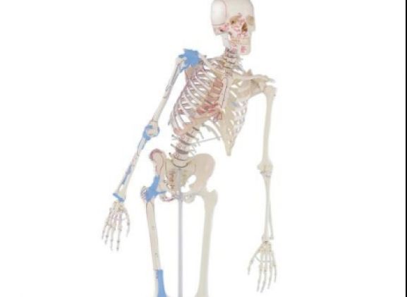 https://www.jayakelana.jayakelana.id/uploads/product/-3016-skeleton-max-with-80029171384a225_cover.jpg