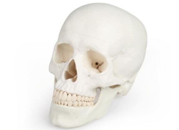 https://www.jayakelana.jayakelana.id/uploads/product/-4500-skull-model-3-95044f125b7bf2c_cover.jpg