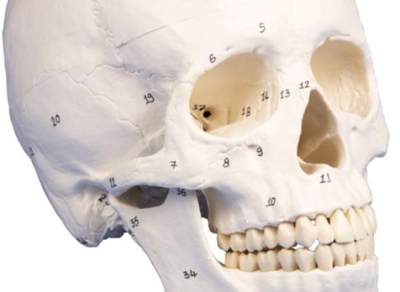 https://www.jayakelana.jayakelana.id/uploads/product/-4505-skull-model-3-part--25455f6151c21c4_cover.jpg