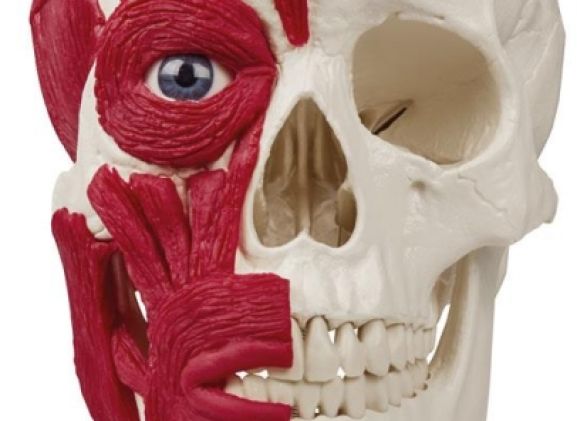 https://www.jayakelana.jayakelana.id/uploads/product/-4514-skull-with-musculature-91582916e8ec450_cover.jpg