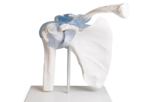 https://www.jayakelana.jayakelana.id/uploads/product/-4550-shoulder-joint-with-301636d6db8d68b_cover.jpg
