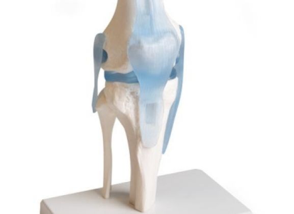 https://www.jayakelana.jayakelana.id/uploads/product/-4552-knee-joint-with-295908a9438034a_cover.jpg