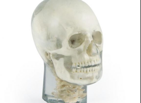 https://www.jayakelana.jayakelana.id/uploads/product/-7300-x-ray-phantom-head-788086d6d940225_cover.jpg