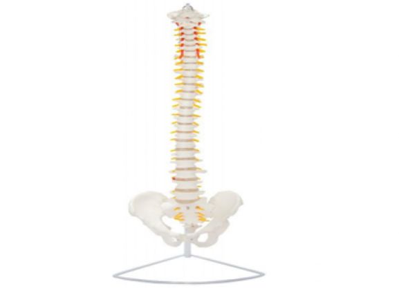 https://www.jayakelana.jayakelana.id/uploads/product/-a-104268-axis-scientific-life-size-2445554ab34995e_cover.png