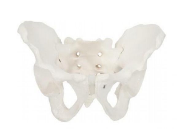 https://www.jayakelana.jayakelana.id/uploads/product/-a-104275-axis-scientific-male-37421c45a038715_cover.png