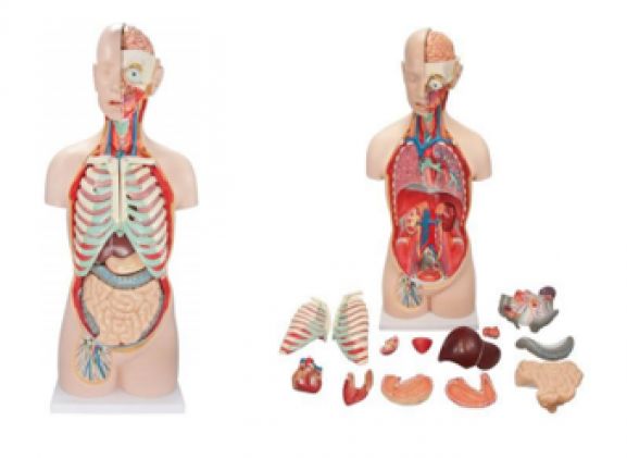 https://www.jayakelana.jayakelana.id/uploads/product/-a-104283-axis-scientific-18-84222df3595fd7e_cover.png