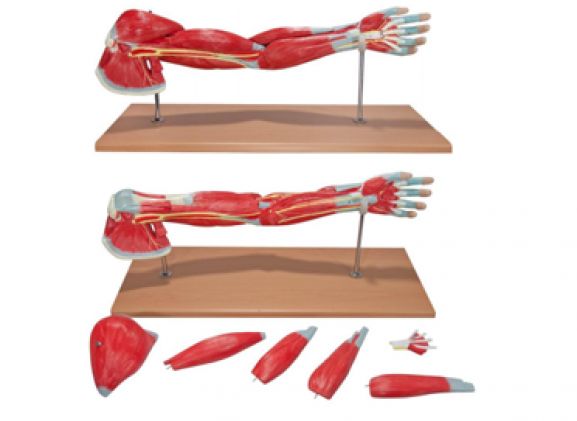 https://www.jayakelana.jayakelana.id/uploads/product/-a-104284-axis-scientific-premium-8689277f09eac96_cover.png