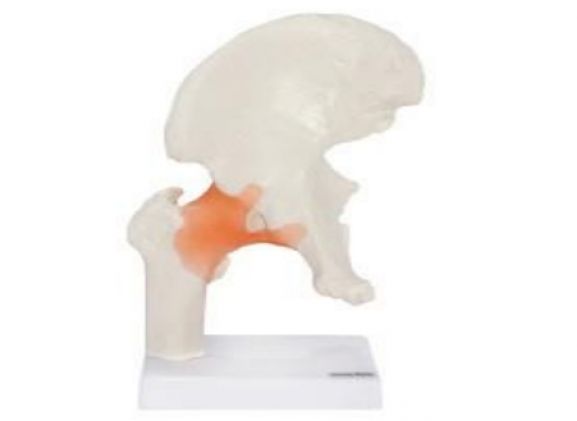 https://www.jayakelana.jayakelana.id/uploads/product/-a-105164-axis-scientific-flexible-788465da6825c83_cover.png