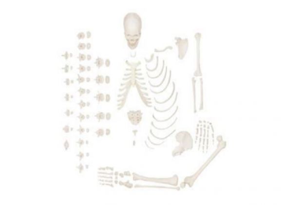 https://www.jayakelana.jayakelana.id/uploads/product/-a-105171-axis-scientific-half-9062860abf71404_cover.png