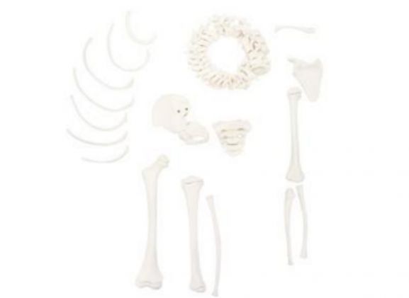https://www.jayakelana.jayakelana.id/uploads/product/-a-105176-axis-scientific-disarticulatedhalf-57209179176ba02_cover.png
