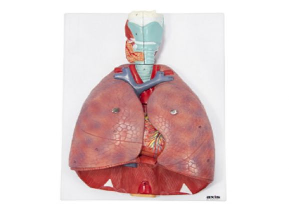 https://www.jayakelana.jayakelana.id/uploads/product/-a-105184-axis-scientific-7-bagian-36806c311e1a582_cover.png