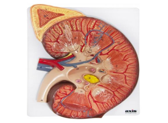 https://www.jayakelana.jayakelana.id/uploads/product/-a-105185-axis-scientific-kidney-13326ffda2ea259_cover.png