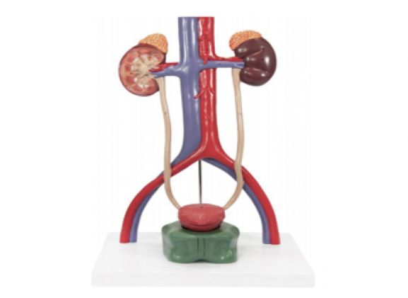 https://www.jayakelana.jayakelana.id/uploads/product/-a-105186-axis-scientific-urinary-99000a0f02c46b6_cover.png