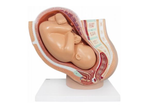 https://www.jayakelana.jayakelana.id/uploads/product/-a-105189-axis-scientific-pregnancy-154785094ebbdf1_cover.png