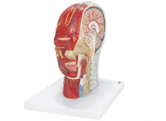 https://www.jayakelana.jayakelana.id/uploads/product/-a-105192-axis-scientific-half-9796320ee2a6720_cover.png