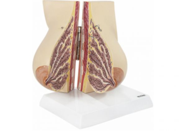 https://www.jayakelana.jayakelana.id/uploads/product/-a-105193-axis-scientific-payudara-428075625a791a3_cover.png