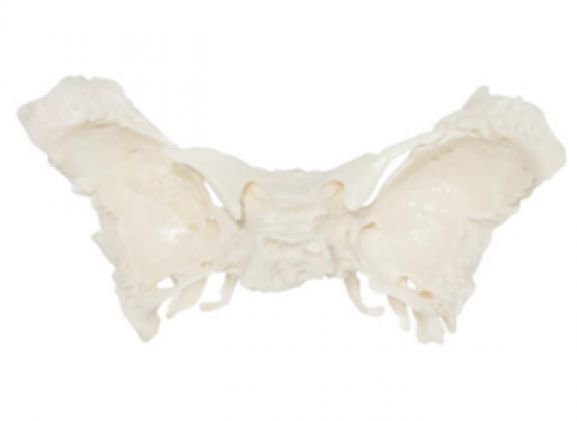 https://www.jayakelana.jayakelana.id/uploads/product/-a-105195-tulang-spehnoid-ilmiah-868055a2ded3a5e_cover.png