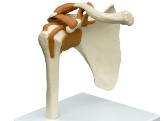 https://www.jayakelana.jayakelana.id/uploads/product/-a250-anatomical-model--61671699a6728cf_cover.png