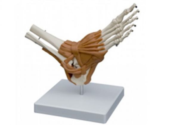 https://www.jayakelana.jayakelana.id/uploads/product/-a254-model-anatomi--57104d2555fa474_cover.png