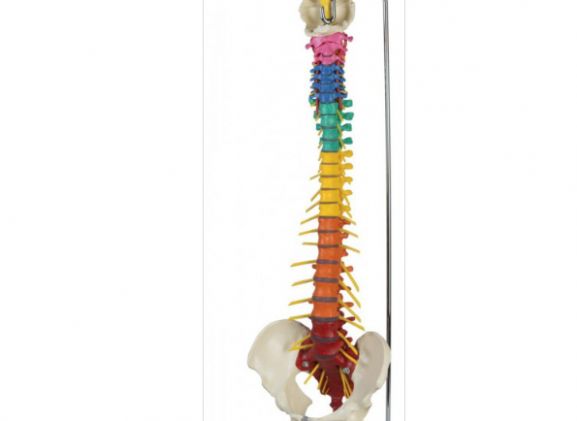 https://www.jayakelana.jayakelana.id/uploads/product/-a273-dorn-s-spine-93490f38830e921_cover.png