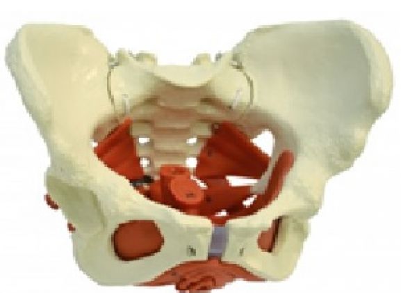 https://www.jayakelana.jayakelana.id/uploads/product/-a276-model-anatomi--543612aea14fcb7_cover.jpg