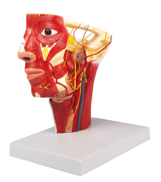 (C130) Arteries of Head