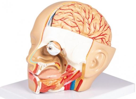 https://www.jayakelana.jayakelana.id/uploads/product/-c250-head-model-4-5827637a6f37161_cover.jpg