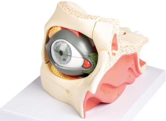 https://www.jayakelana.jayakelana.id/uploads/product/-f160-eye-in-orbit-688407385e87f14_cover.jpg