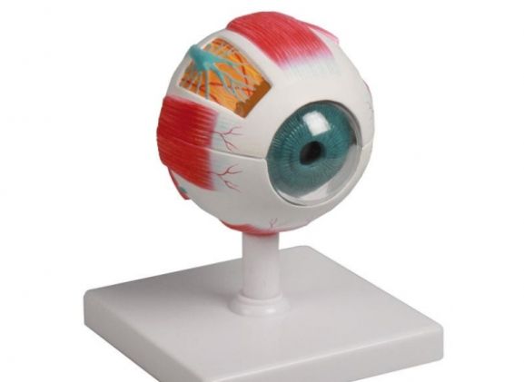 https://www.jayakelana.jayakelana.id/uploads/product/-f210-eye-model-4-922211e6e863c36_cover.jpg