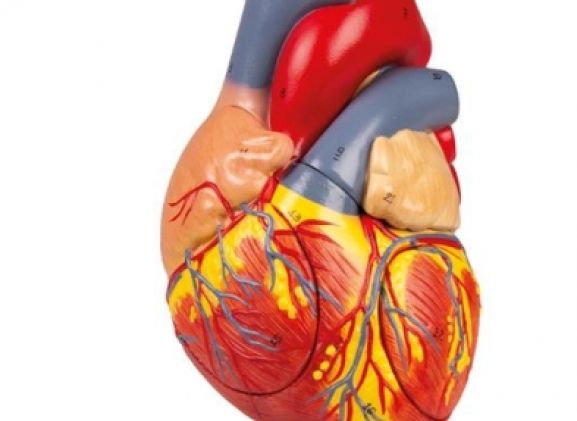 https://www.jayakelana.jayakelana.id/uploads/product/-g112-human-heart-2x-78586a8e3bbb39b_cover.jpg
