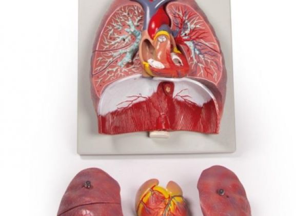 https://www.jayakelana.jayakelana.id/uploads/product/-g115-lungs-heart-and-38020d3548a949b_cover.jpg