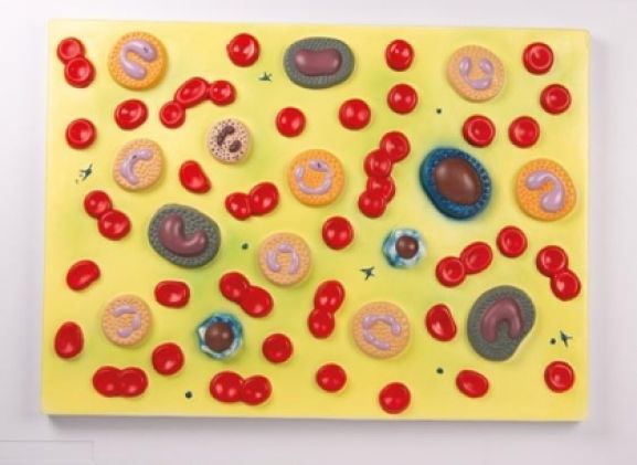 https://www.jayakelana.jayakelana.id/uploads/product/-g165-human-blood-cells-4554386220fce03_cover.jpg