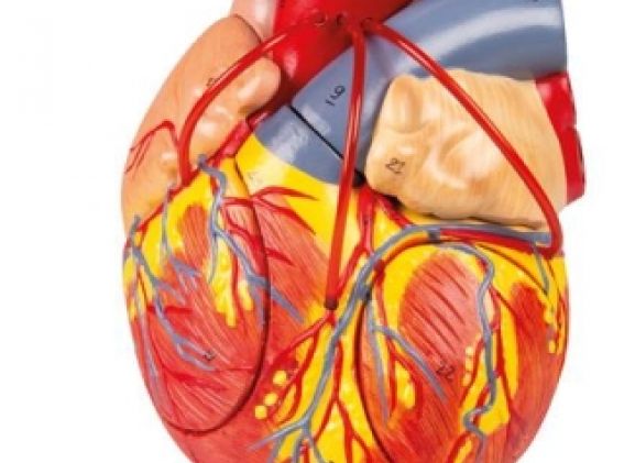 https://www.jayakelana.jayakelana.id/uploads/product/-g206-heart-with-bypass--4177884aca62d52_cover.jpg