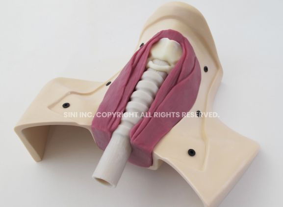 https://www.jayakelana.jayakelana.id/uploads/product/-h-tct-01-tracheotomy-trainer-42982278b2349be_cover.jpg