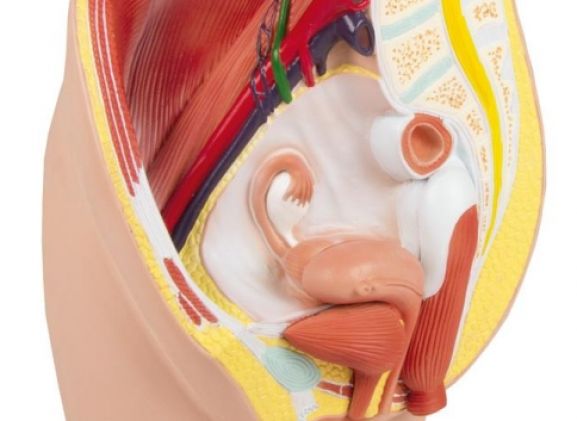 https://www.jayakelana.jayakelana.id/uploads/product/-h210-female-pelvis-life-207604358bdf132_cover.jpg