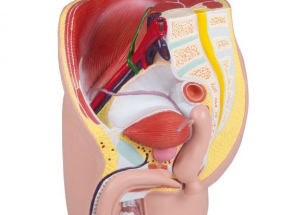 https://www.jayakelana.jayakelana.id/uploads/product/-h211-male-pelvis-life-72549a71094df75_cover.jpg