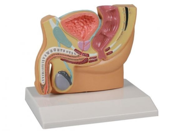 https://www.jayakelana.jayakelana.id/uploads/product/-h221-male-pelvis-section--15800cf2f11ee5e_cover.jpg