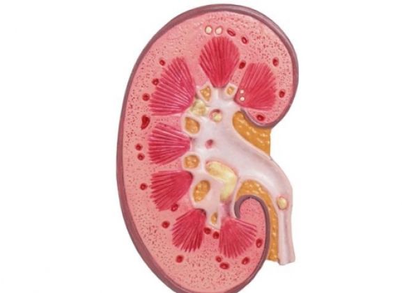 https://www.jayakelana.jayakelana.id/uploads/product/-k229-kidney-stone-model-18398e383d2b92e_cover.jpg