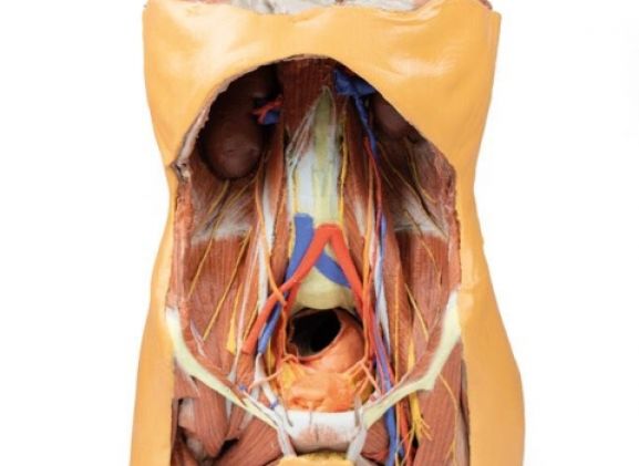 https://www.jayakelana.jayakelana.id/uploads/product/-mp1300-posterior-abdominal-wall-122572f88492647_cover.jpg