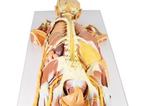 https://www.jayakelana.jayakelana.id/uploads/product/-mp1400-nervous-system-dissection-15695a3a973928a_cover.jpg