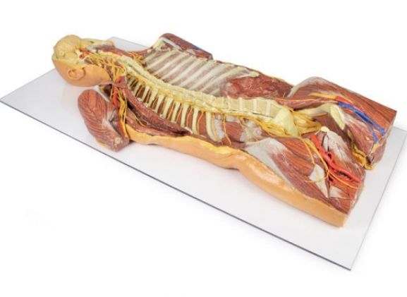 https://www.jayakelana.jayakelana.id/uploads/product/-mp1410-posterior-body-wall-69323ffc8cd80b2_cover.jpg