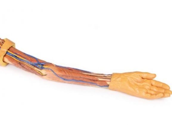 https://www.jayakelana.jayakelana.id/uploads/product/-mp1500-upper-limb-31059dcd2c281b4_cover.jpg