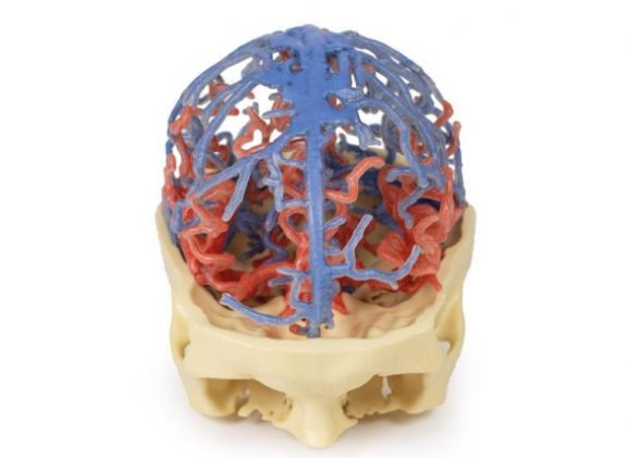 https://www.jayakelana.jayakelana.id/uploads/product/-mp1640-3d-printed-anatomy-5399593a735c862_cover.jpg
