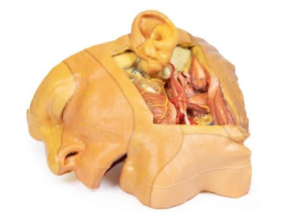 https://www.jayakelana.jayakelana.id/uploads/product/-mp1660-head-and-neck-529904d08f80369_cover.jpg