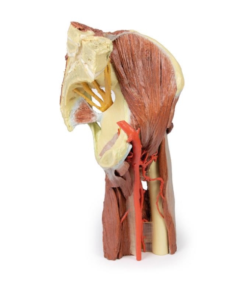 (MP1813) Lower Limb - Deep Dissection of a Left Pelvis and Thigh