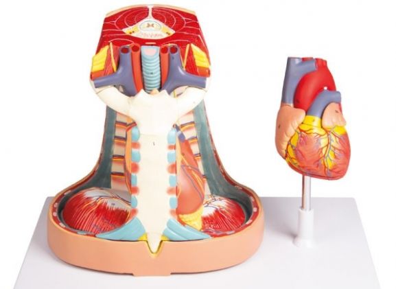 https://www.jayakelana.jayakelana.id/uploads/product/-v103-mediastinum-life-size-473995830356e86_cover.jpg